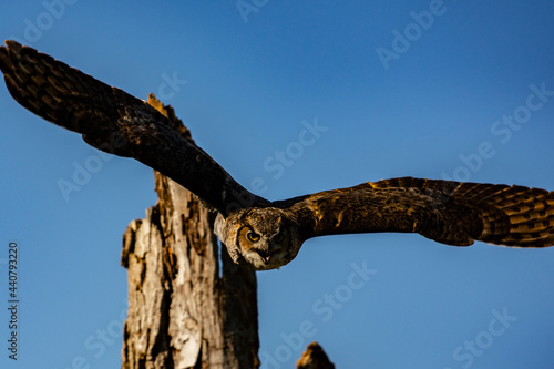 Great Horned Owl in Flight