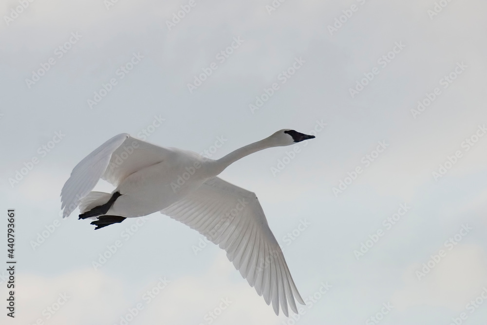 Trumpeter Swan, Cygnus buccinator, in flight Trumpeter Swan, Cygnus buccinator, in flight