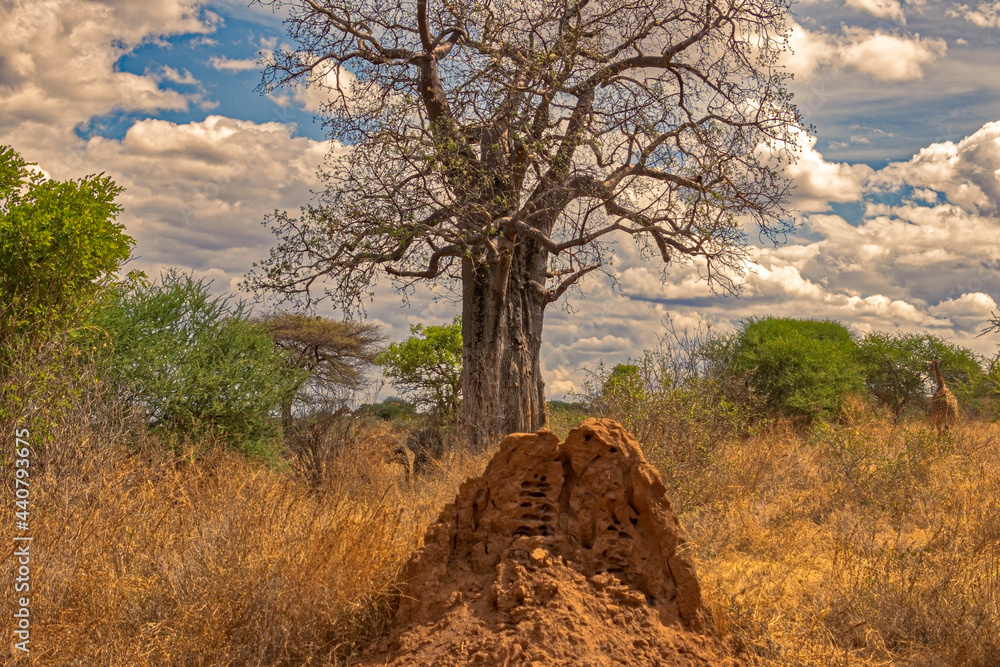 Tanzania, Serengeti park – Giraffe. - obrazy, fototapety, plakaty 