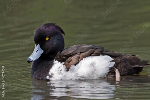 Close up view of a male Tufted Duck, Aythya fuligula