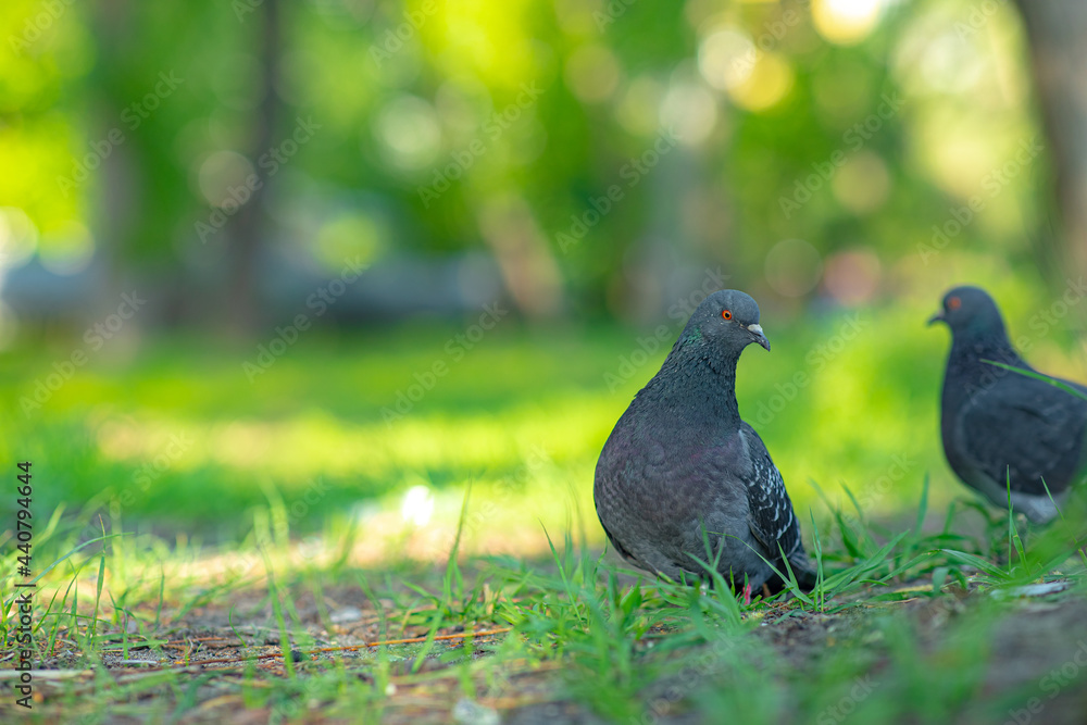 A bird very dove sitting on grass A bird very dove sitting on grass