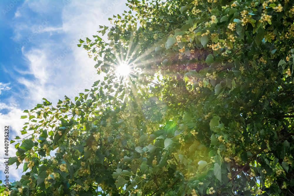 The sun's rays break through the thick foliage of a flowering lime tree. Summer landscape as a natural background.