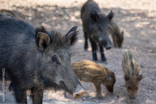 Family of wild boar in the "Massif de l'Esterel" near Saint Raphael on the French Riviera.