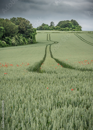 Crop lines and poppies, Hampshire 