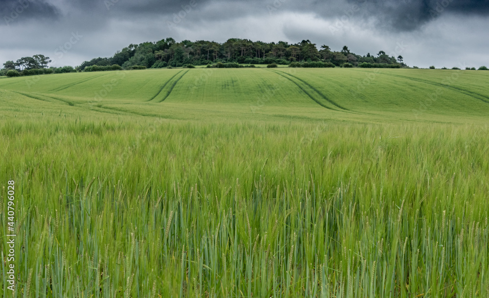 Fototapeta premium Barley under stormy skies, Hampshire 