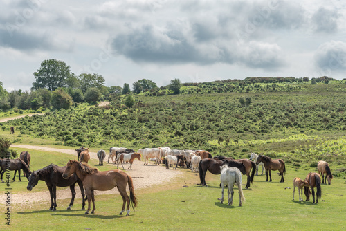 New Forest pony meeting 