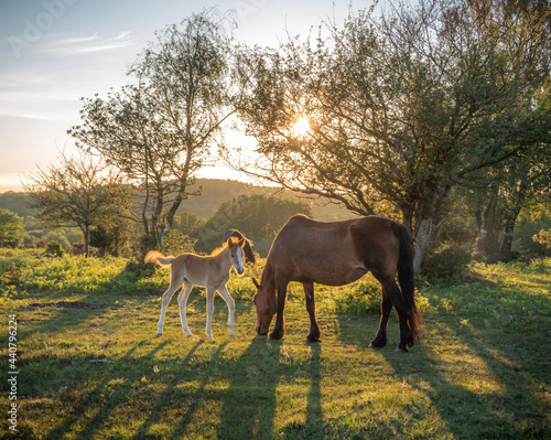 New Forest foal at sunset 