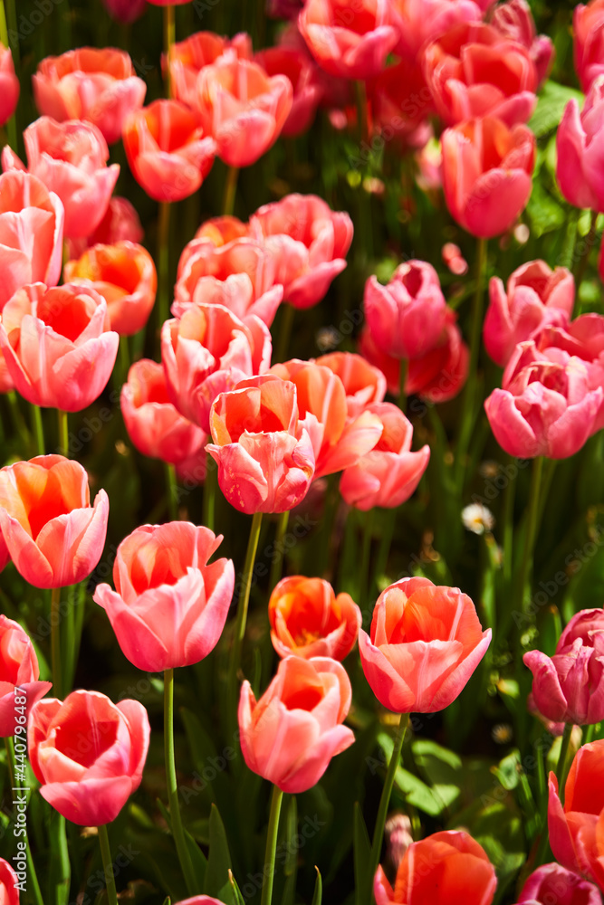 Fototapeta premium Red beautiful tulips field in spring time with sun rays