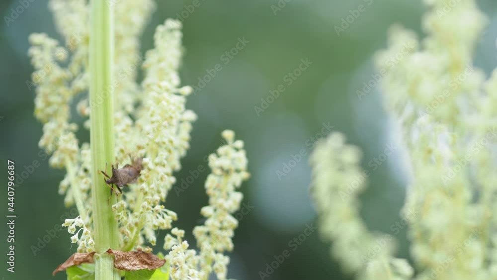 Insects. Mating forest bugs sit on beautiful rhubarb flowers swaying in the wind. Insects. Mating forest bugs sit on beautiful rhubarb flowers swaying in the wind.