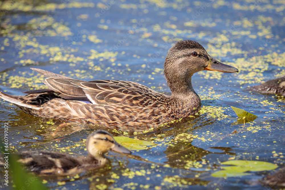 During the day, a wild duck swims along the pond. Close-up. During the day, a wild duck swims along the pond. Close-up.
