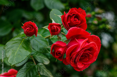 red roses in their natural habitat, in full bloom at close range,elegant, intimate, romantic, delicate