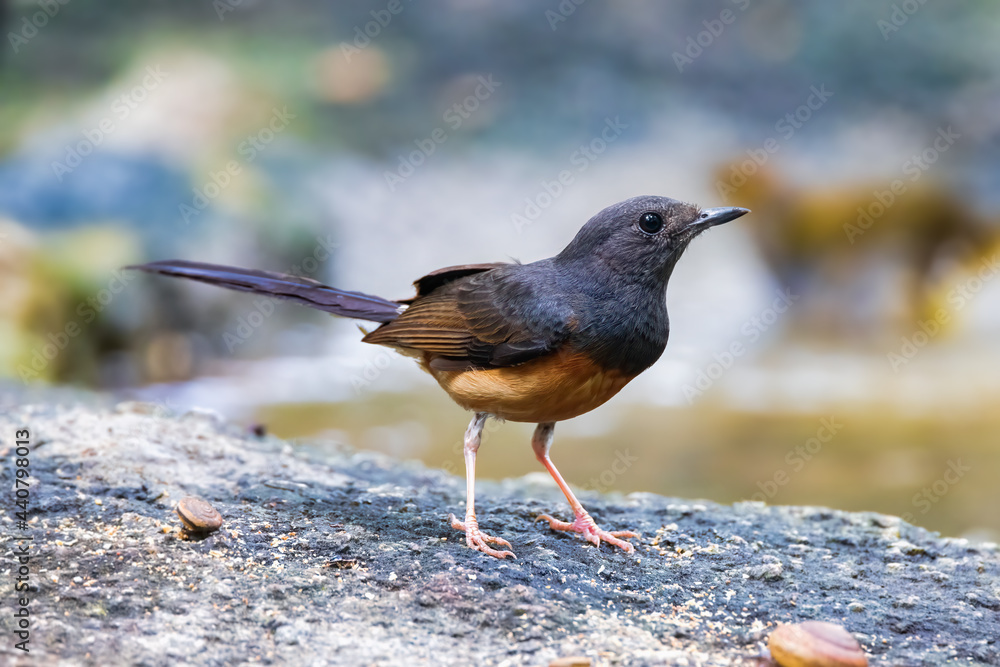 Obraz premium Female white-rumped shama perched on a branch. This threatened species is indigenous to Southern and South East Asia.
