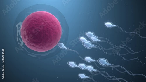 The union of sperm and an egg cell, 3d rendering.
