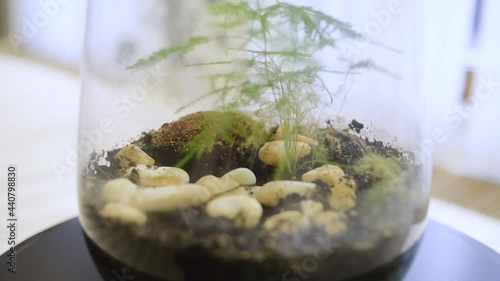 Flowers and stones in a glass aquarium, typical conditions, beautiful home decor, floristry.