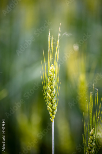 Spiga di grano, ancora verde, in mezzo ad un campo coltivato.