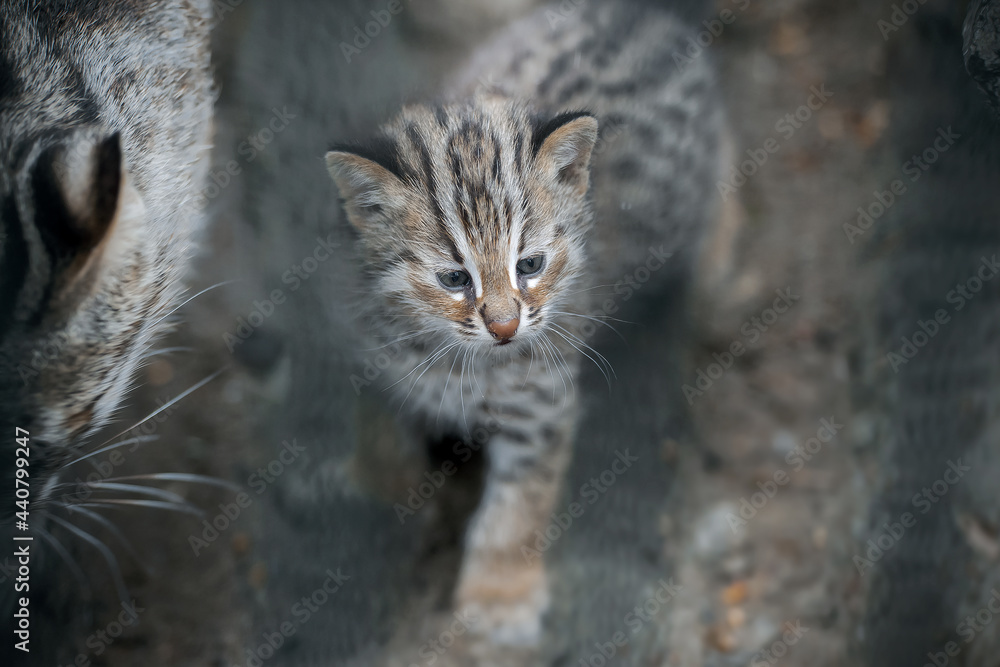 Amur Forest Cat (Prionailurus Felis Bengalensis Euptilura). Far Eastern Cat is a northern subspecies of the Leopard Bengal Cat. Small tiger mammal. Kitten with cat mom. Learning process. First steps Amur Forest Cat (Prionailurus Felis Bengalensis Euptilura). Far Eastern Cat is a northern subspecies of the Leopard Bengal Cat. Small tiger mammal. Kitten with cat mom. Learning process. First steps