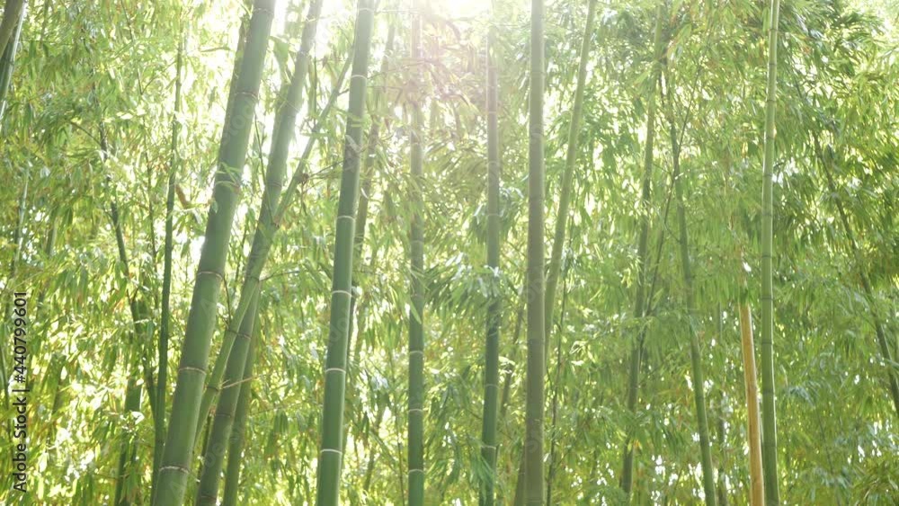 Bamboo forest, exotic asian tropical atmosphere. Green trees in meditative feng shui zen garden. Quiet calm grove, morning harmony freshness in thicket. Japanese or chinese natural oriental aesthetic. Bamboo forest, exotic asian tropical atmosphere. Green trees in meditative feng shui zen garden. Quiet calm grove, morning harmony freshness in thicket. Japanese or chinese natural oriental aesthetic.
