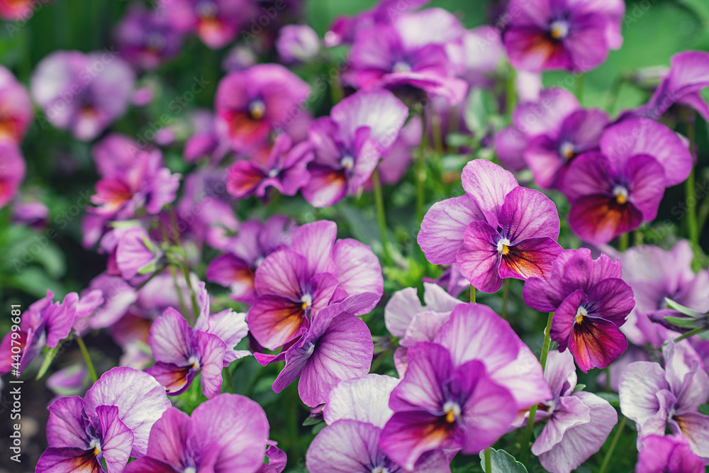 Pansy Viola Gem Pink Antique. Natural background. Flowers background. Beautiful neutral colors Pansy Viola Gem Pink Antique. Natural background. Flowers background. Beautiful neutral colors