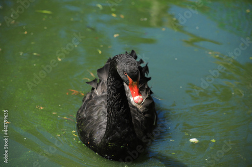 A cute black swan is swimming in a lake.