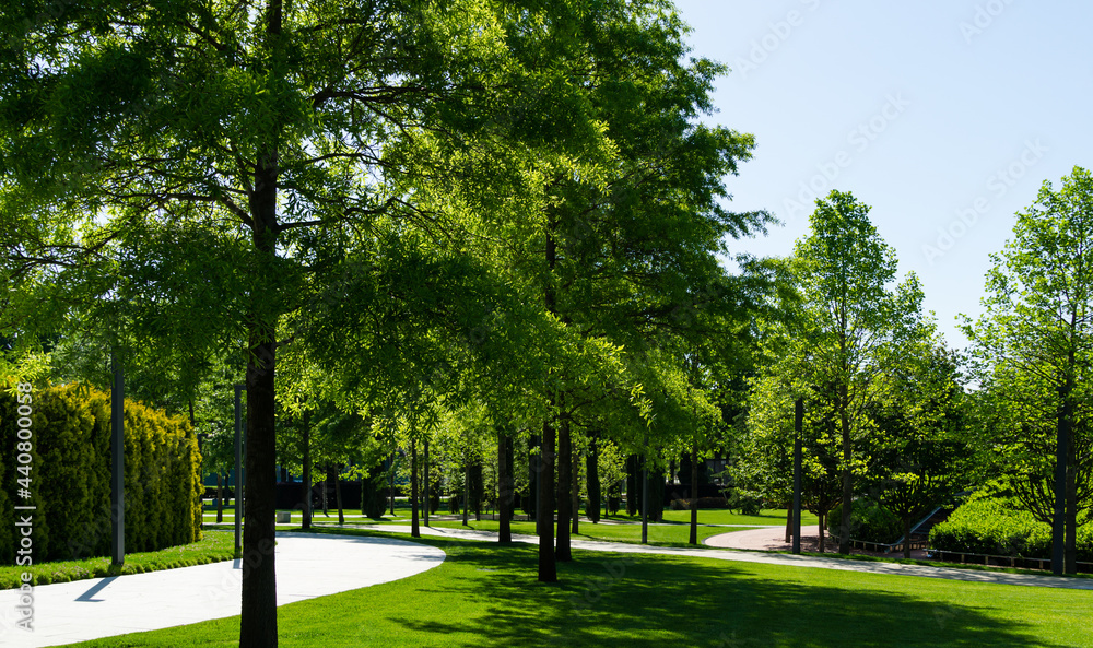 Alley of beautiful Willow oak (Quercus phellos) trees under sun. Oak trees grow around one of park's recreation areas in public landscape city park 'Krasnodar' or 'Galitsky park'. Spring 2021 Alley of beautiful Willow oak (Quercus phellos) trees under sun. Oak trees grow around one of park's recreation areas in public landscape city park 'Krasnodar' or 'Galitsky park'. Spring 2021