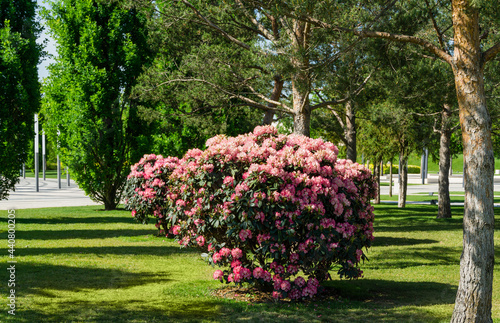 Landscape with Flowering bush Rhododendron Yakushimanum 'Fantastica'. Big pink blooming azalea in Public landscape city park 'Krasnodar' or 'Galitsky park'. Best place for relaxation and walking