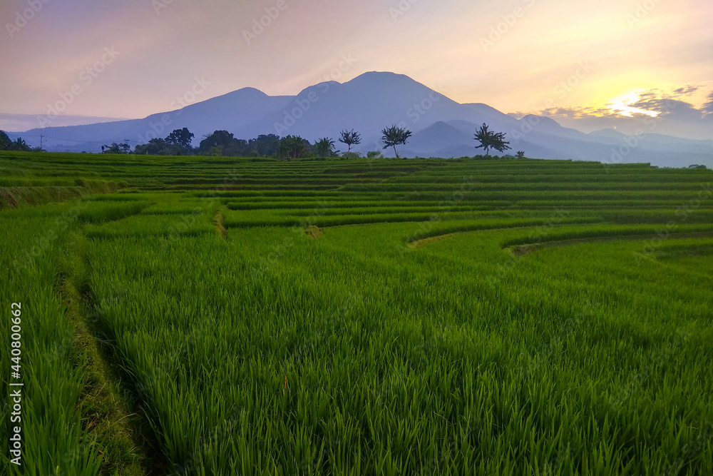 beauty green paddy fields in the morning