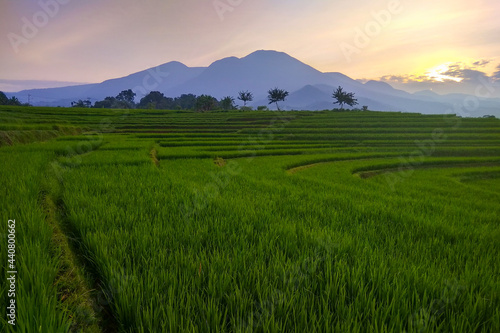 beauty green paddy fields in the morning © RahmadHimawan