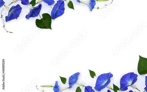 Frame of blue flowers Ipomoea ( bindweed, moonflower, morning glories ) on a white background with space for text. Top view, flat lay photo