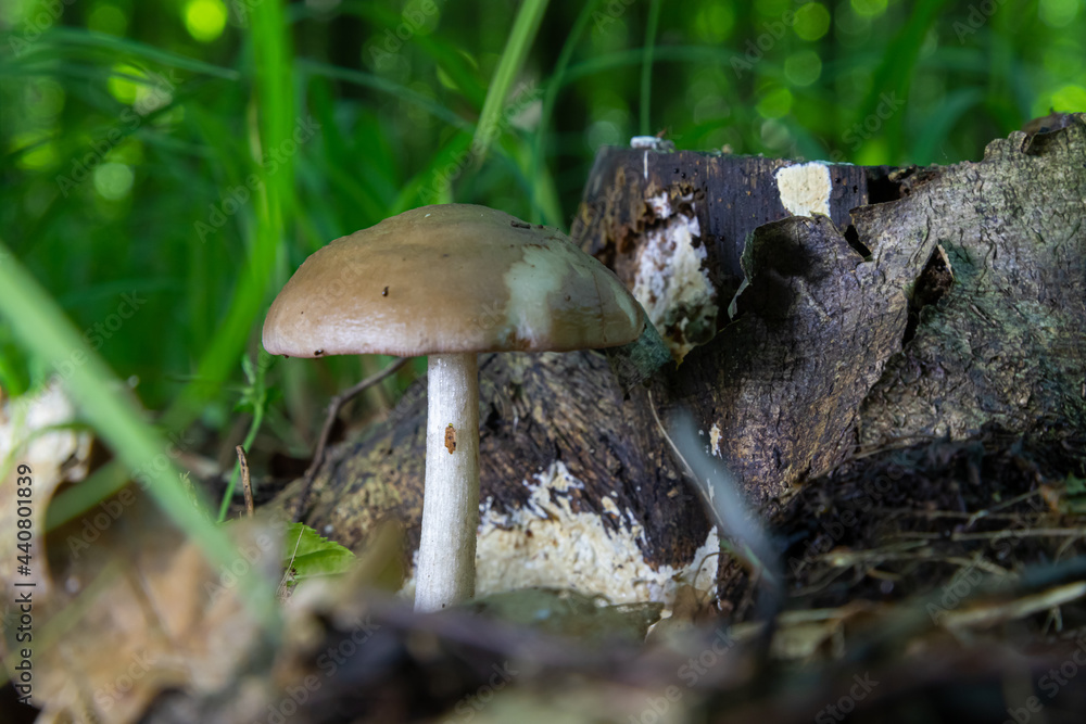 Fototapeta premium mushroom in the natural environment in the forest