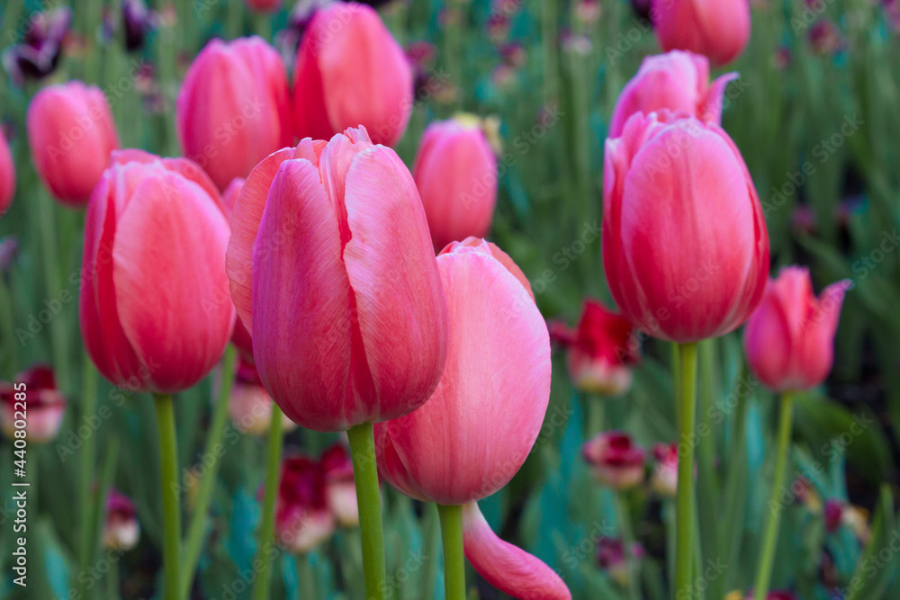 Obraz premium tulips in the garden