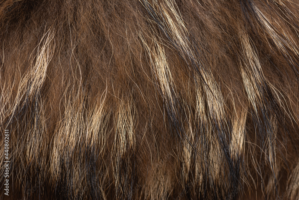 Obraz premium The brown, black, and white animal fur close up texture background.