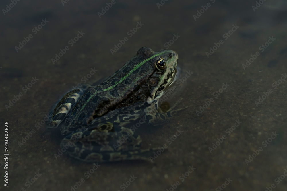 Obraz premium frog in the pond