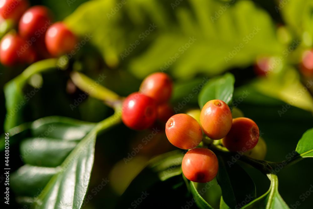 Obraz premium Red coffee berries on plant in close up with defocused green foliage background.
