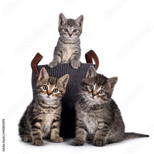 Cute tabby house cat kittens, sitting in and beside rib cord basket. Looking towards camera. isolated on a white background.