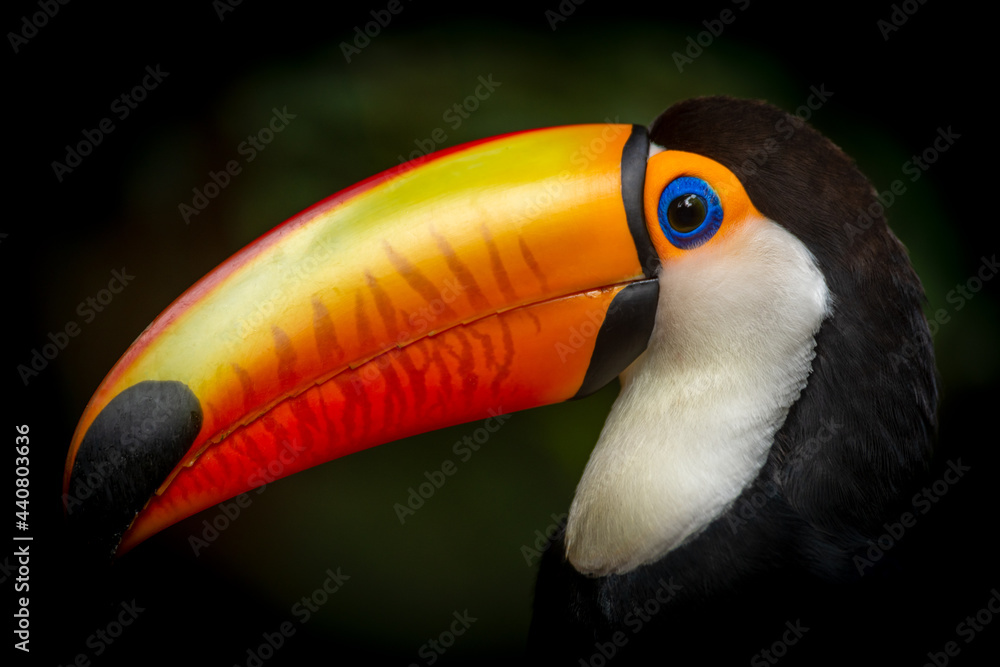Toucan of the Ramphastos sulphuratus species in a tropical forest in southern Brazil. The toucan is a bird that inhabits the Brazilian rainforests. - obrazy, fototapety, plakaty 