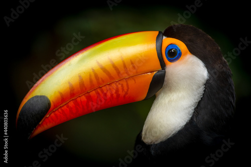 Toucan of the Ramphastos sulphuratus species in a tropical forest in southern Brazil. The toucan is a bird that inhabits the Brazilian rainforests.