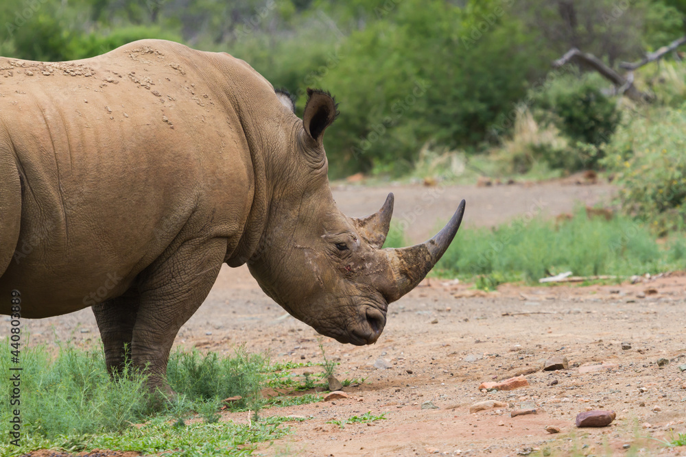 Obraz premium Southern white rhino (Ceratotherium simum simum) head closeup in the bushveld in Marakele National Park, South Africa with copy space and blurred background
