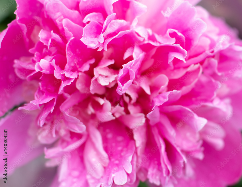 Pink peony. Pink flower petals