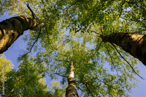 Brzozy - drzewa w lesie od dołu