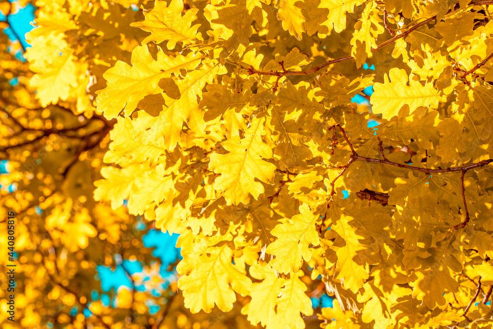 Yellow oak leaves on a tree Yellow oak leaves on a tree