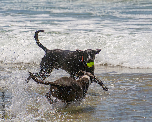 Dogs enjoying life on the beach 