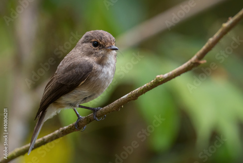 Dusky-brown Flycatcher - Muscicapa adusta, beautiful small brown perching bird from African woodlands and hills, Bale mountains, Ethiopia.