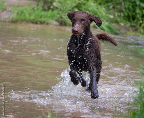 dog in water splashing