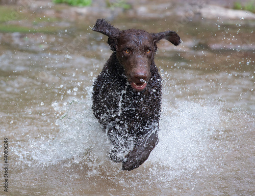 dog running in splashing water through river