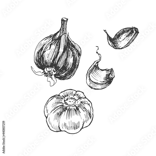 garlic vegetables vector graphics. Sketch doodle illustration hand drawn print textile. Vintage retro  set clipart spicy condiments foods

