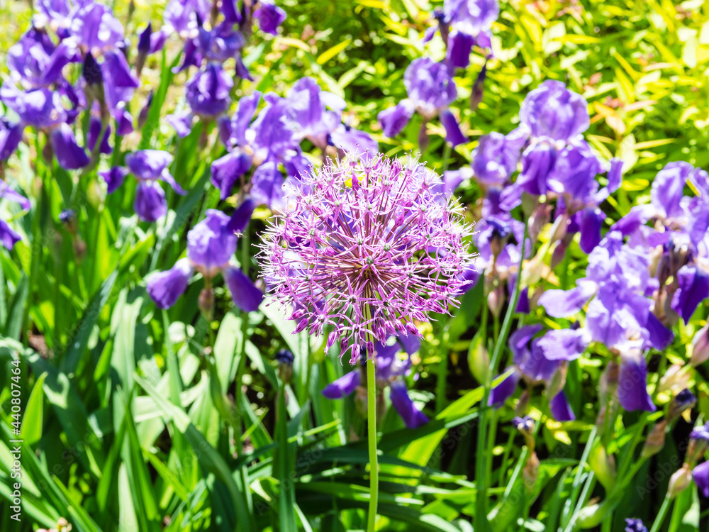 Obraz premium purple bloom of ornamental allium plant and violet irises in flower bed on background on sunny summer day (focus on the allium flower on foreground)