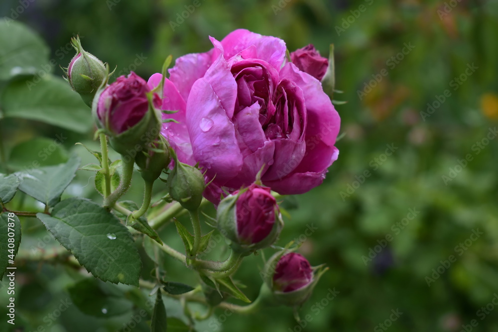 pink rose with water drops after rain pink rose with water drops after rain