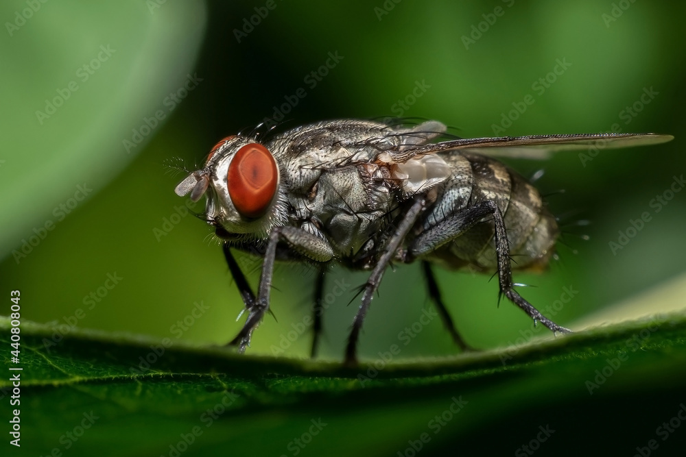 Side view closeup of a House Fly with red eyes on a green leaf. Macro Photography of Insect in green background. Musca domestica, Common housefly. Side view closeup of a House Fly with red eyes on a green leaf. Macro Photography of Insect in green background. Musca domestica, Common housefly.