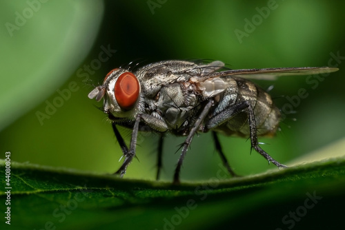 Side view closeup of a House Fly with red eyes on a green leaf. Macro Photography of Insect in green background. Musca domestica, Common housefly. 