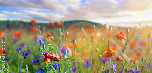 Wild flowers on a green sunny spring meadow.